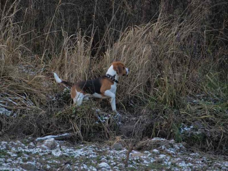 beagle