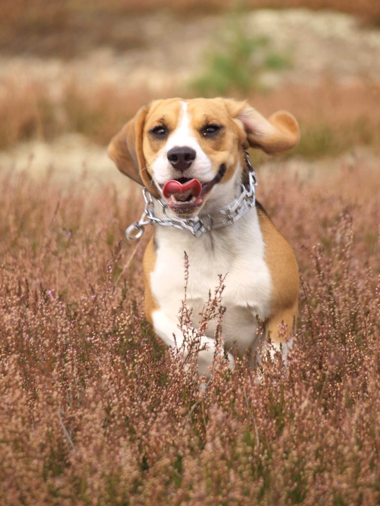 beagle