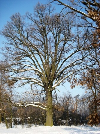 Stary dąb