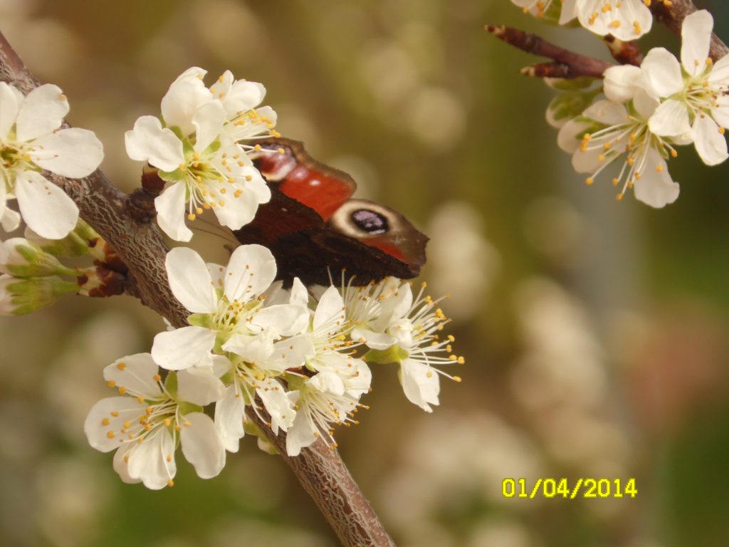 motyl