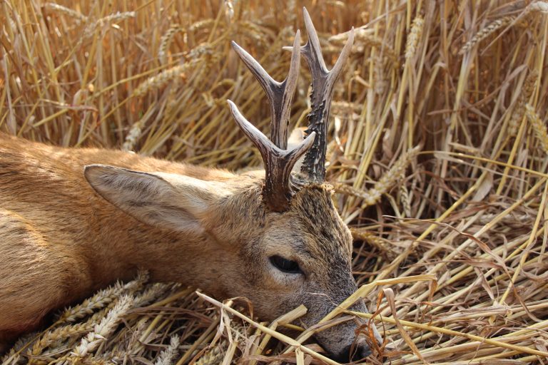 KŁ „Żuławy” w Nowym Dworze Gdańskim