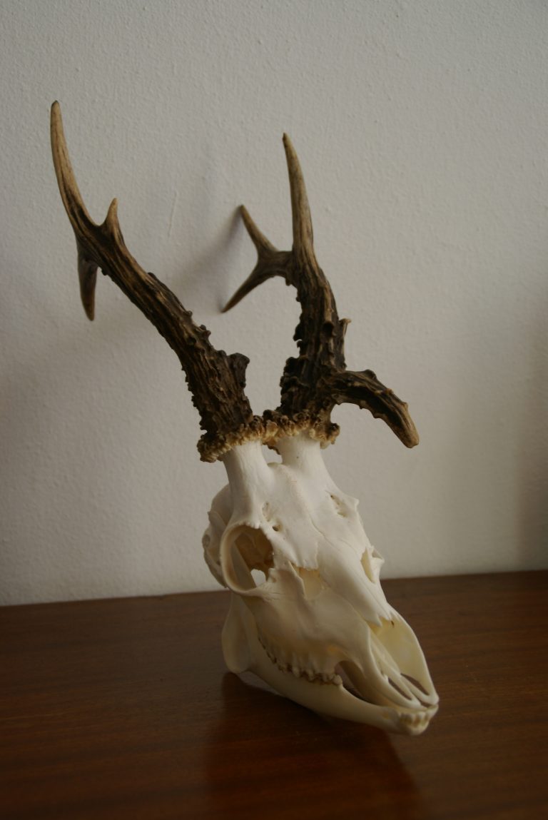 Rogacz_WKŁ „Orlik” w Chełmie