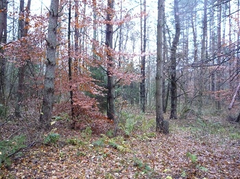 Jesień 2009