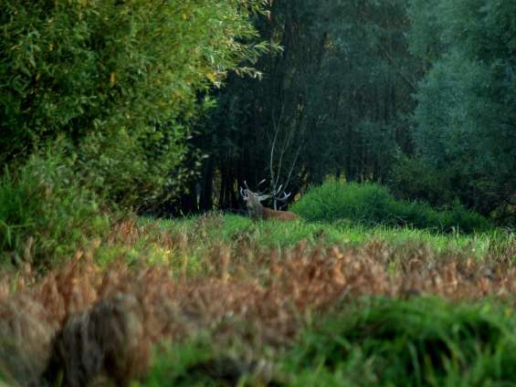 rykowisko 2009