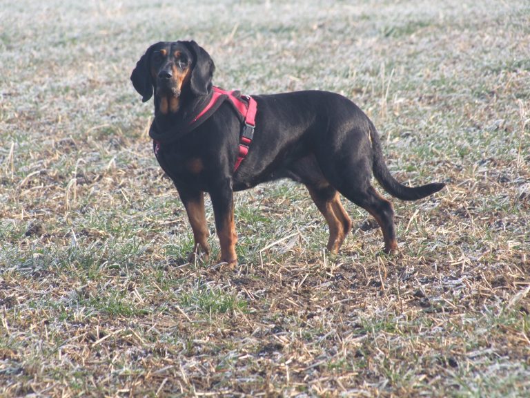 Zafira