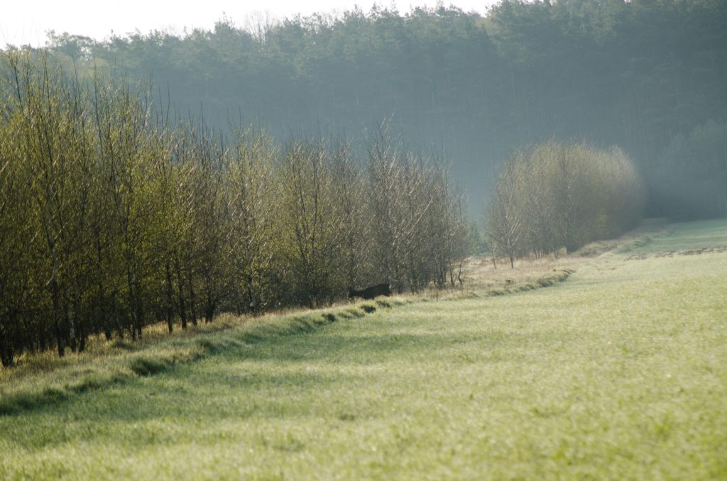 na poranku