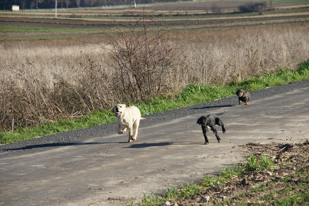Dream Team - labrador, pointer i jamnik