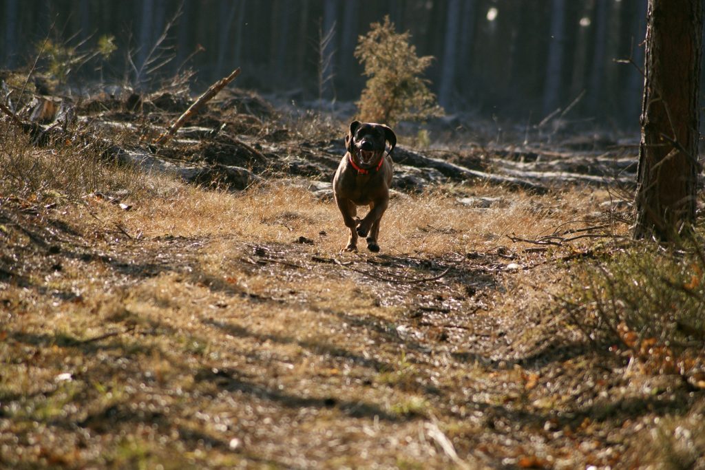 Sprint