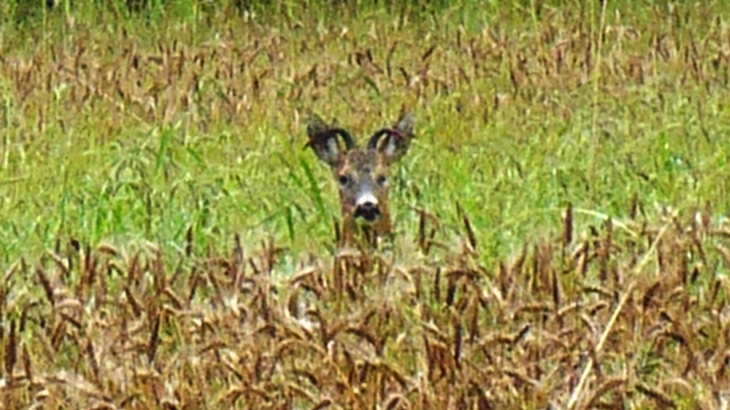 Myłkus