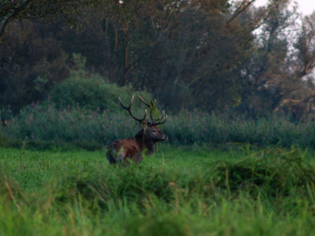 rykowisko 2012