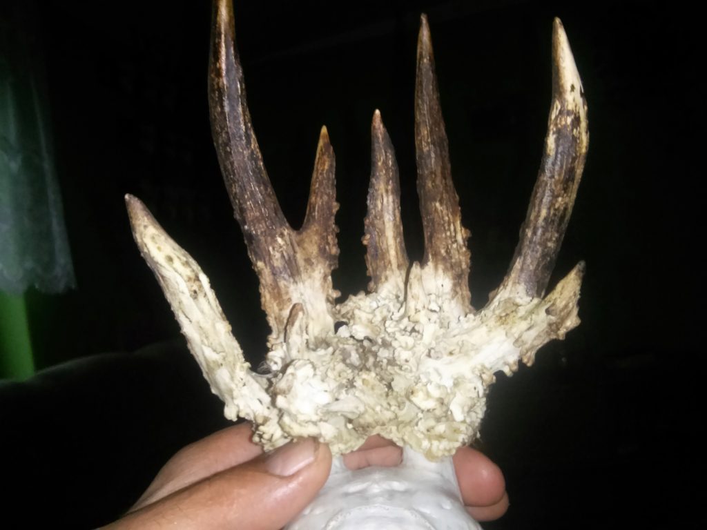 WKŁ 