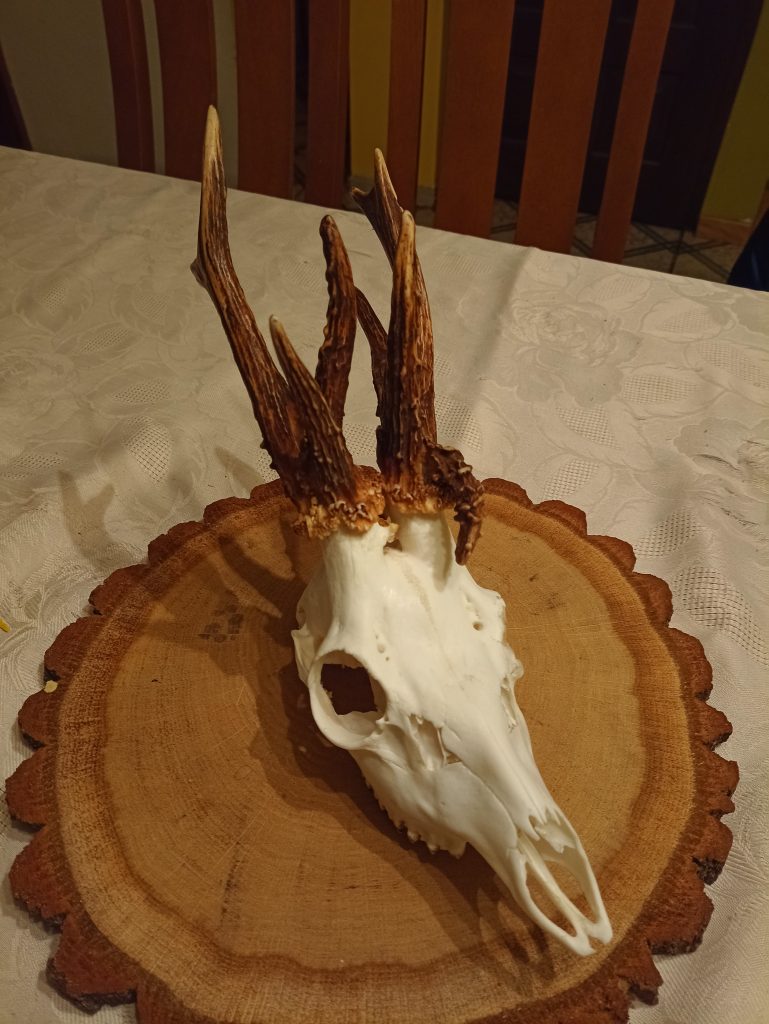 KŁ „Szarak” w Wisznicach
