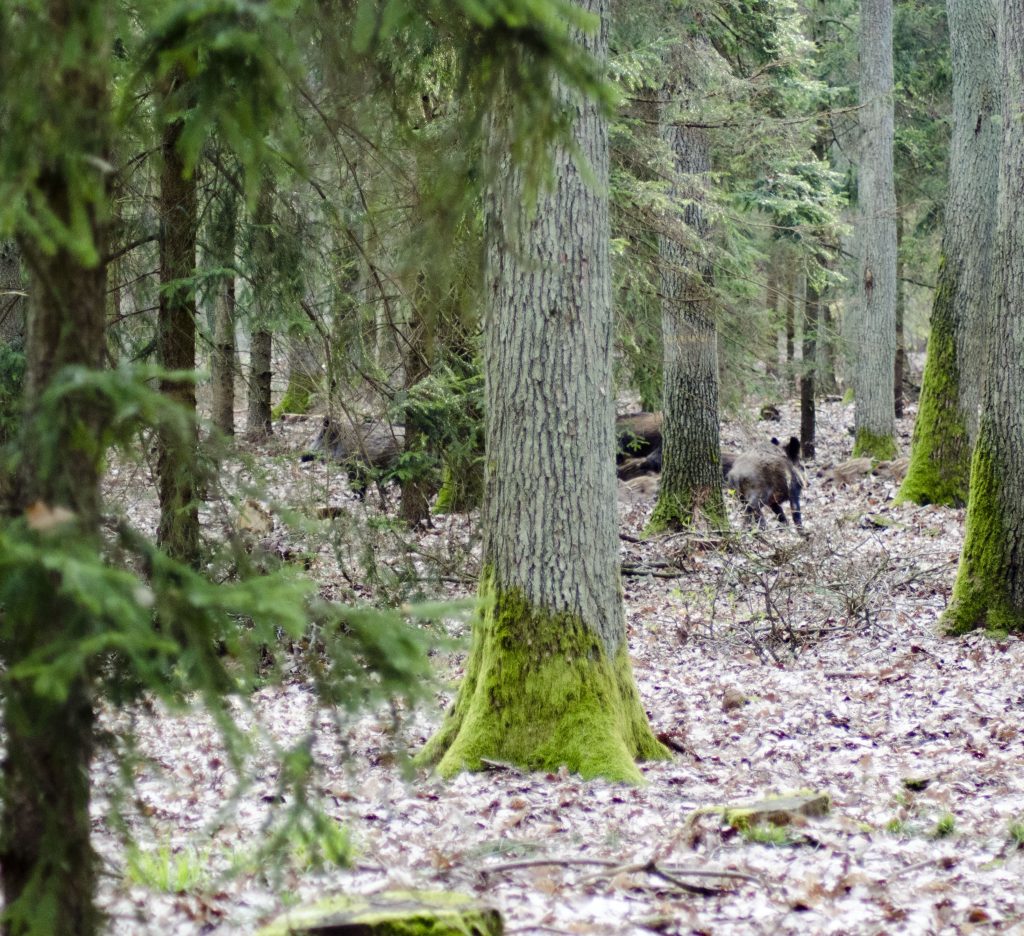 w łowisku