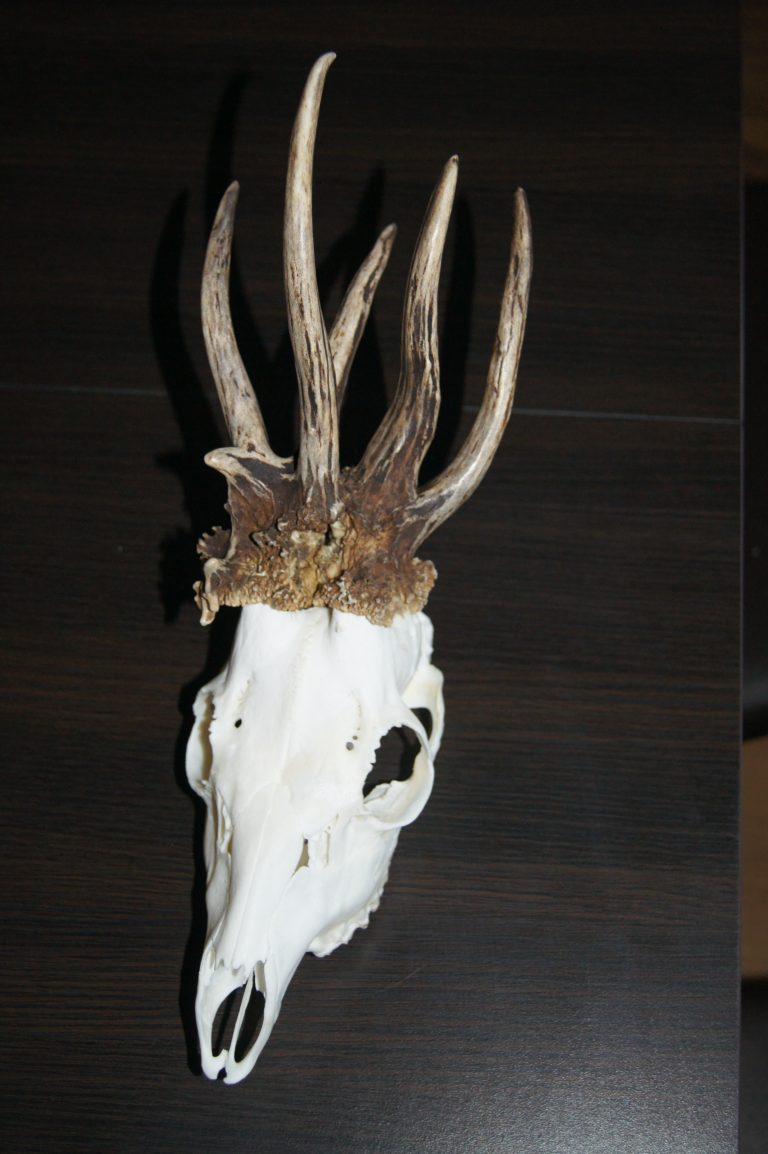 KŁ „Dubelt” w Chełmie
