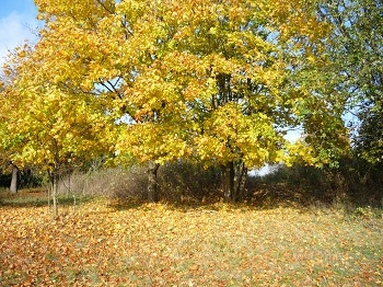 Jesień 2009
