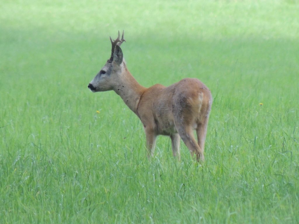 Koziołek1