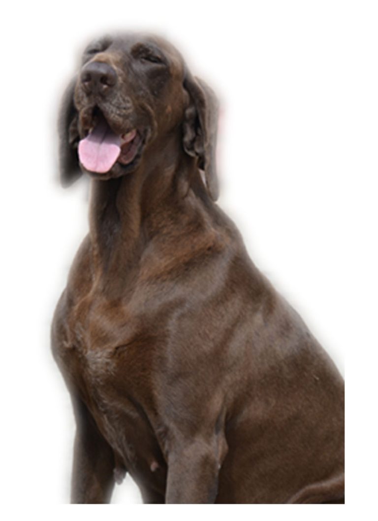 Czacza