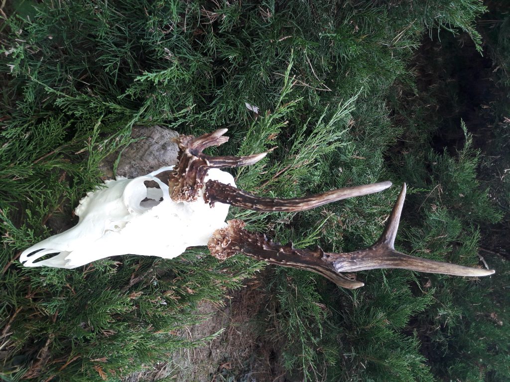 KŁ „Hubert” w Siedlcach