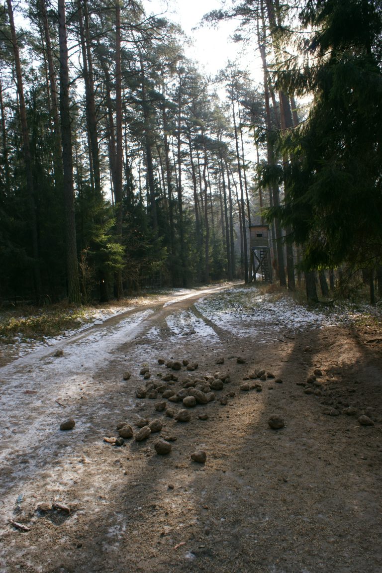 Przedwiośnie
