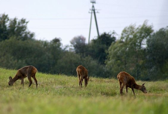 Sarnie trio