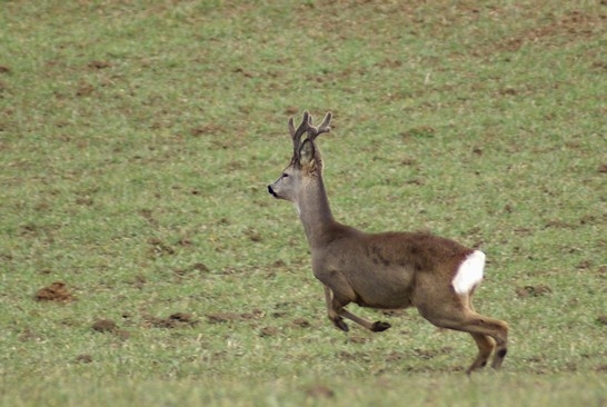 Kozioł