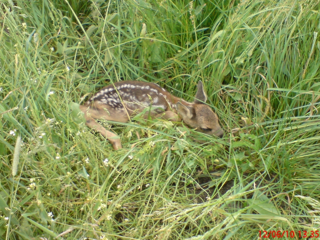 Koźle 2