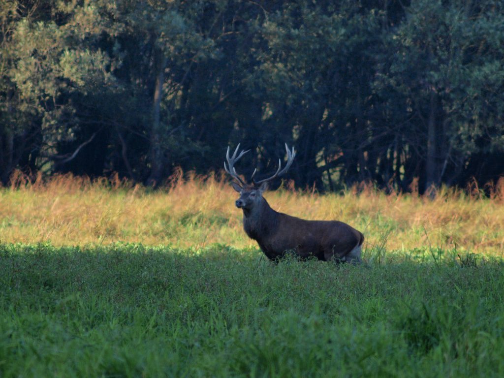 rykowisko 2012