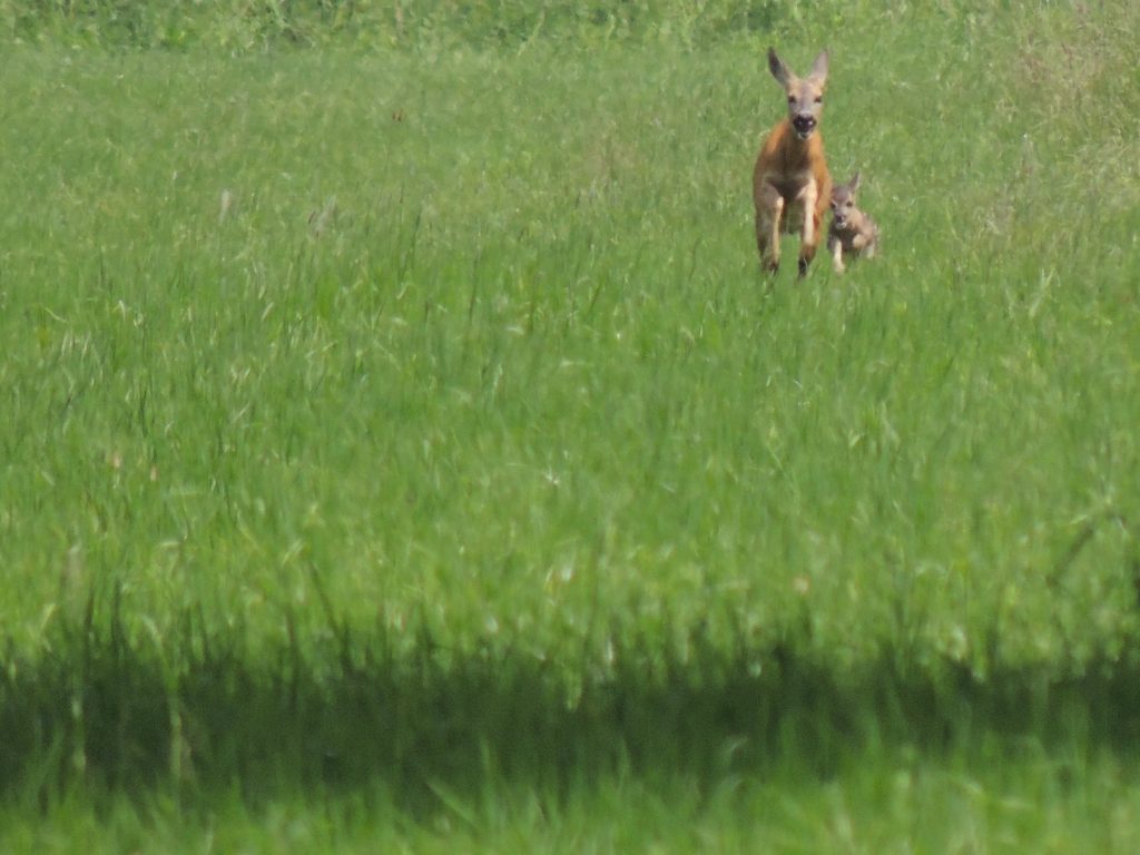 Koźlak