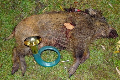Dziczek