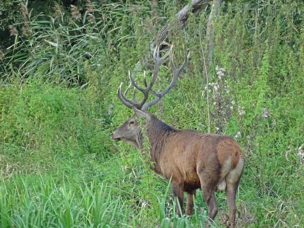 rykowisko2016