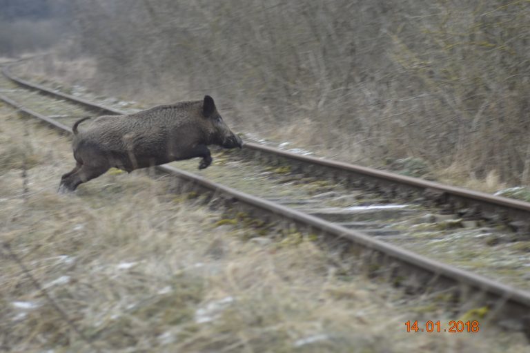 Szybki jak pociąg