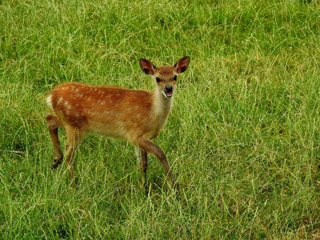 Mała Diablica