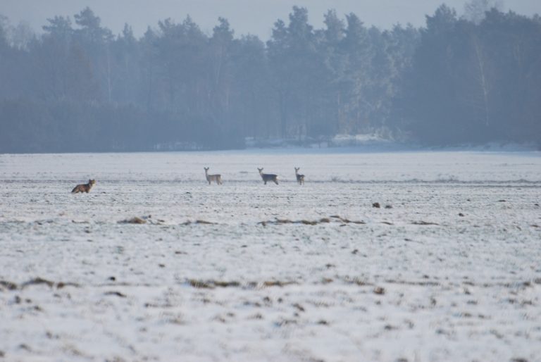 zwierzęta