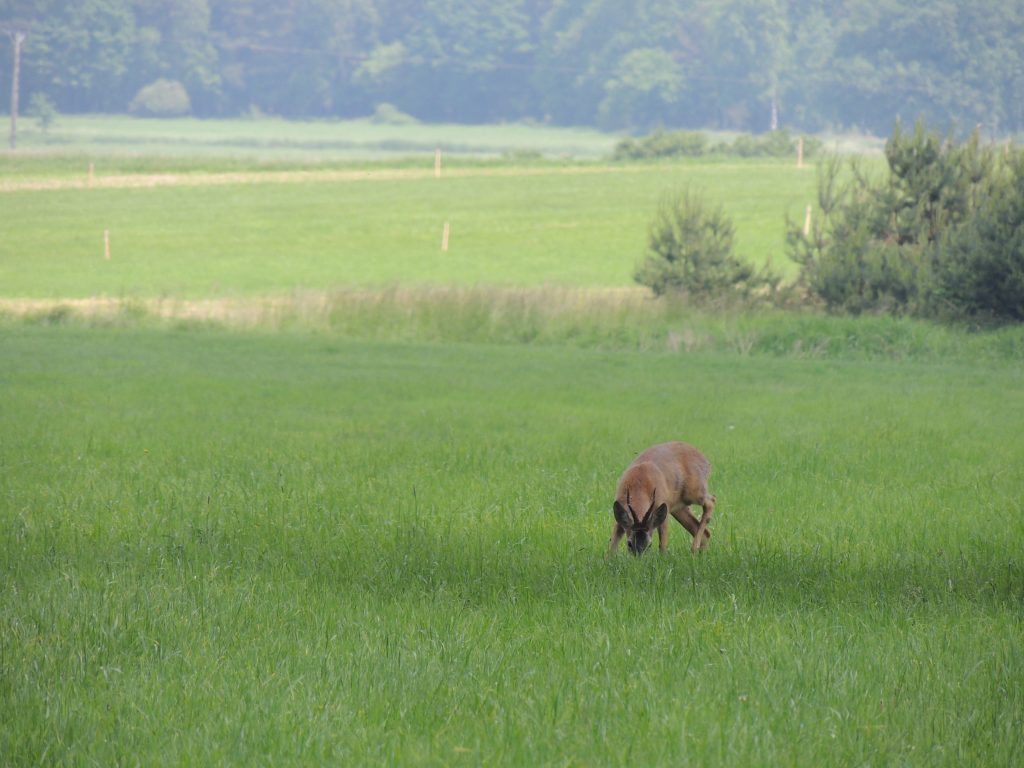Koziołek2