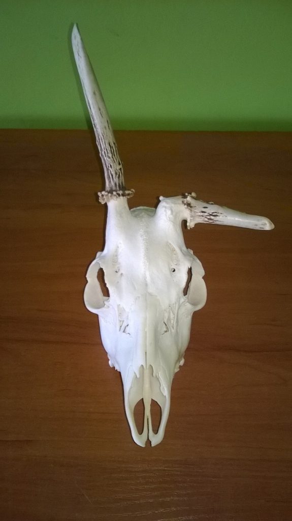 KŁ 