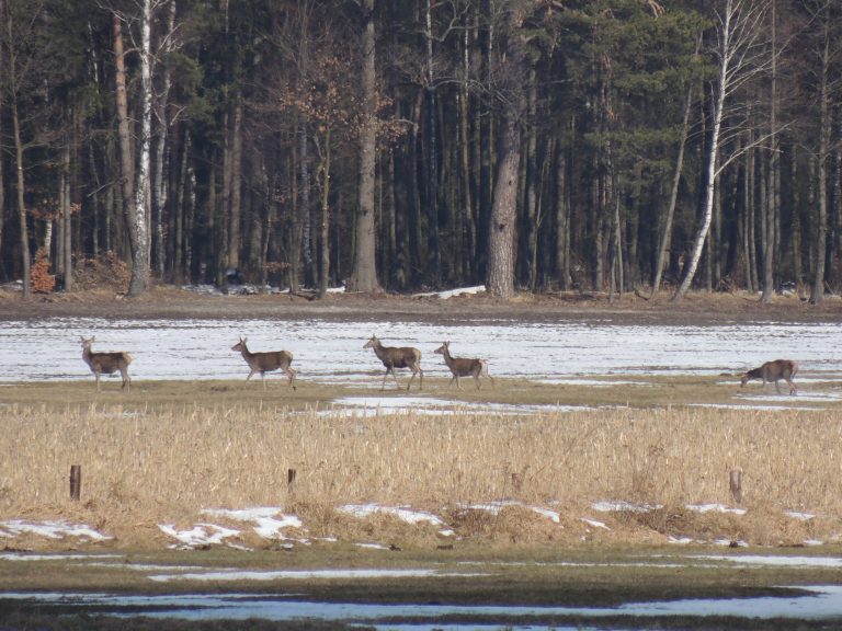 Popołudniowa przechadzka