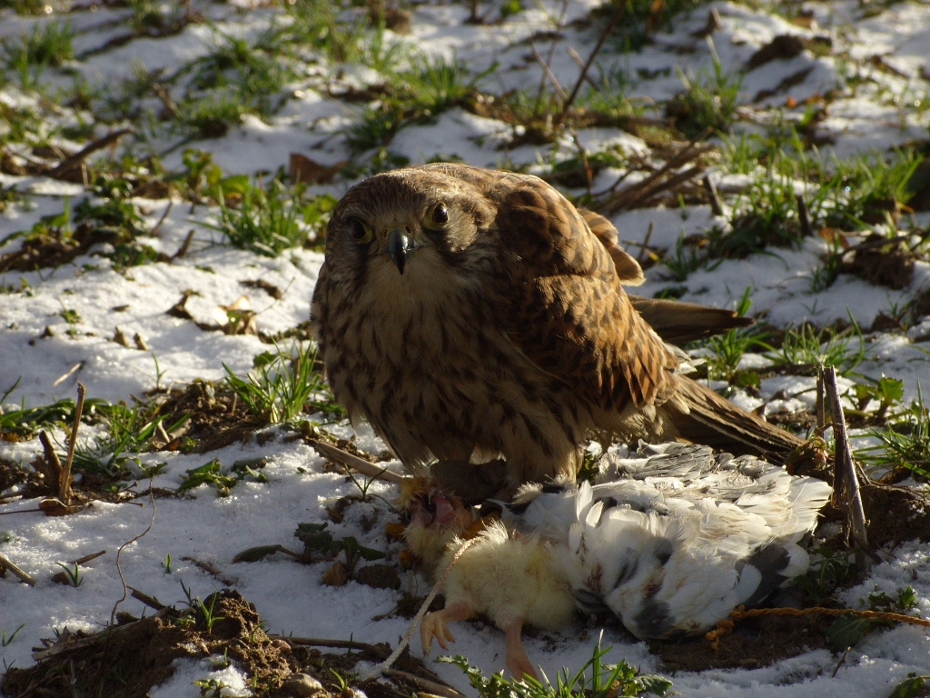 Mały łowca