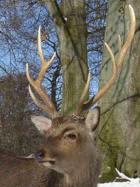 Jeleń byk sika