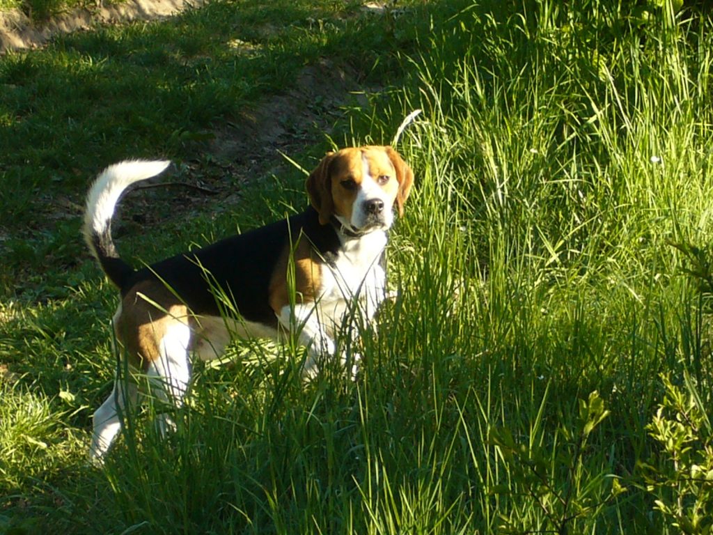 Stójka