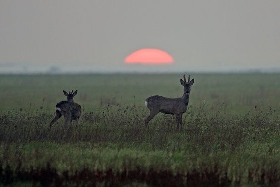 Polskie Serengeti
