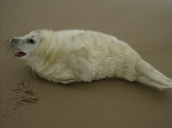Młoda foczka na plaży koło Łeby