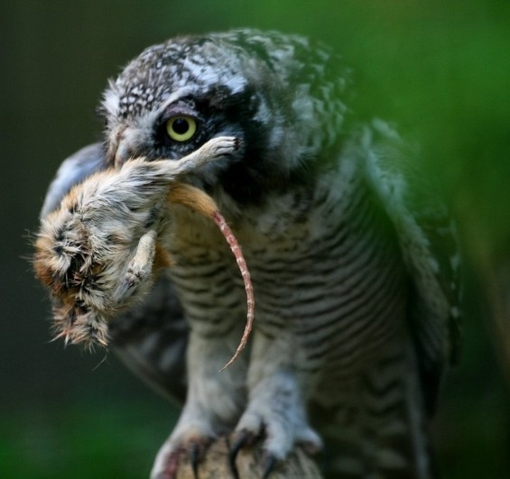 sowa jarzębata