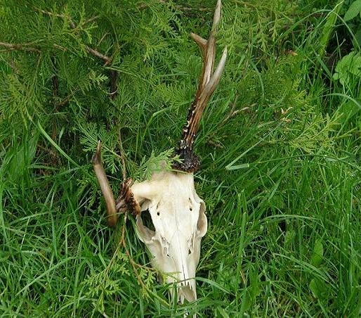 mułkus