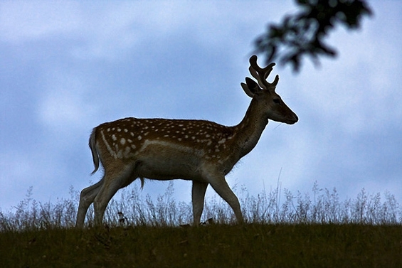Łaciak