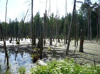 Puszcza Białowieska