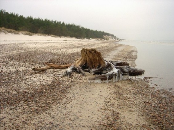 samotny pień na plaży