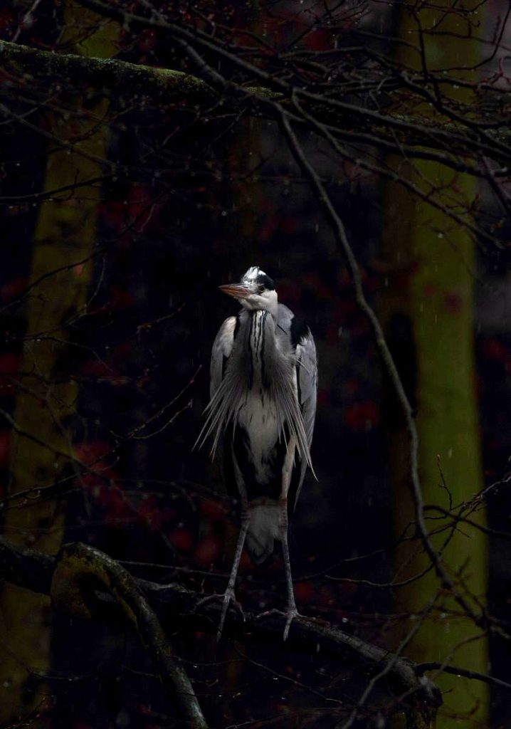 Czapla siwa/Ardea cinerea