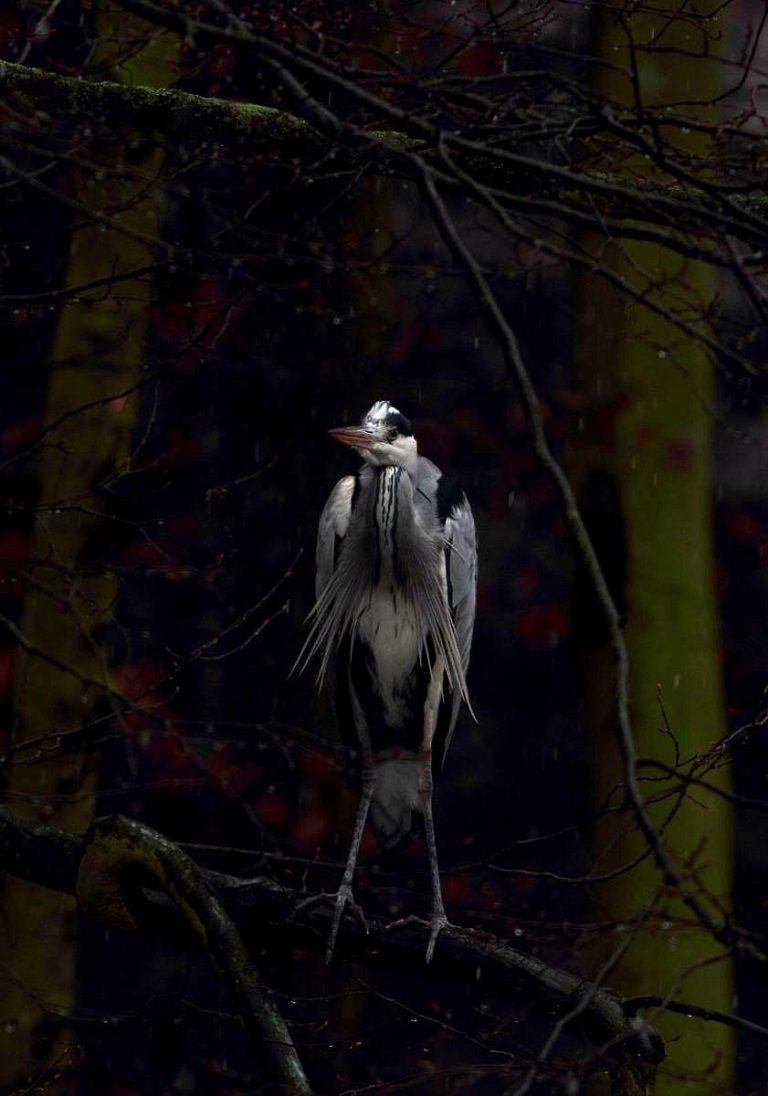 Czapla siwa/Ardea cinerea