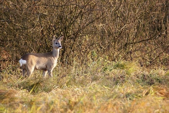 Koźlak