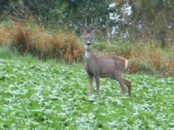 kozioł